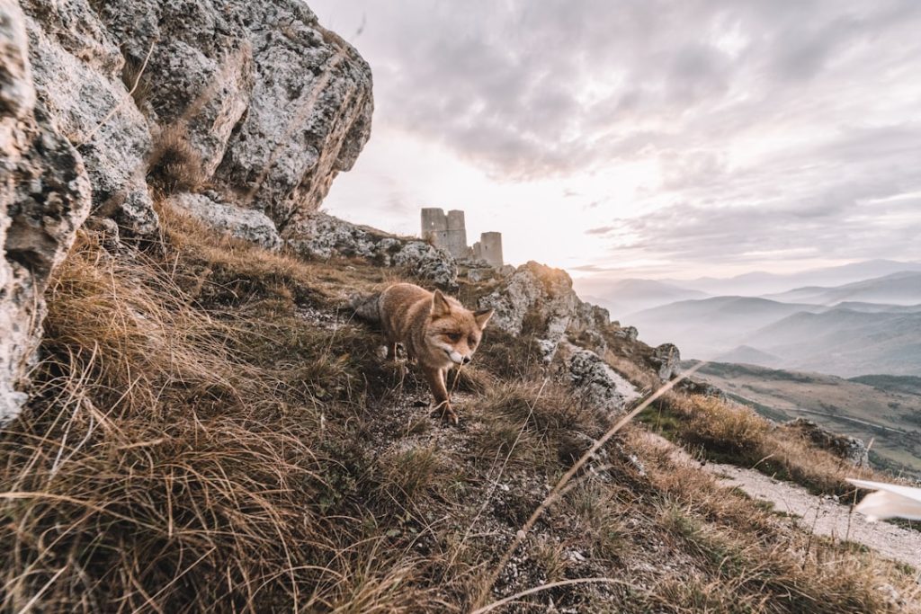 découvrez l'art de la photographie de voyage à travers des conseils pratiques, des astuces de composition et des récits inspirants pour capturer les merveilles du monde. éveillez votre passion pour l'exploration et immortalisez vos aventures autrement.