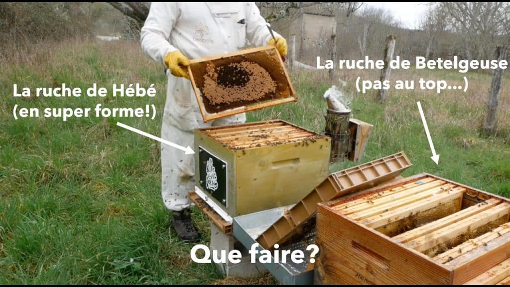 découvrez comment maximiser le revenu d'une ruche grâce à des techniques apicoles efficaces et à la valorisation des produits de la ruche. apprenez les secrets pour investir dans l'apiculture et générer des revenus durables tout en préservant l'environnement.