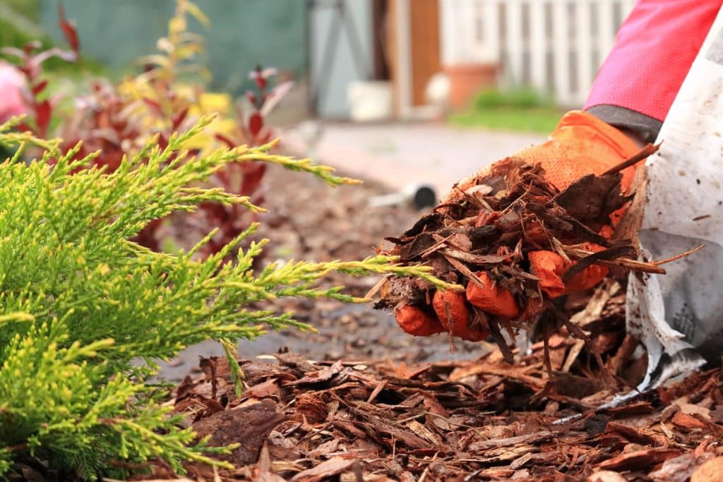 découvrez comment acidifier le sol de votre jardin pour favoriser la croissance de vos plantes. apprenez les méthodes, les ingrédients naturels et les meilleures pratiques pour améliorer l'acidité de votre terre et optimiser vos récoltes.