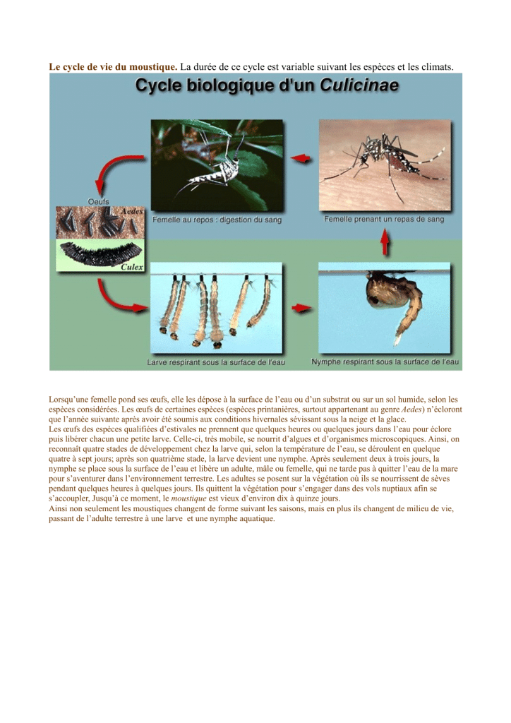 découvrez le fascinant cycle de vie du moustique, de l'œuf à l'adulte. apprenez les différentes étapes de développement, l'importance écologique de ces insectes et comment ils impactent notre environnement et la santé humaine.