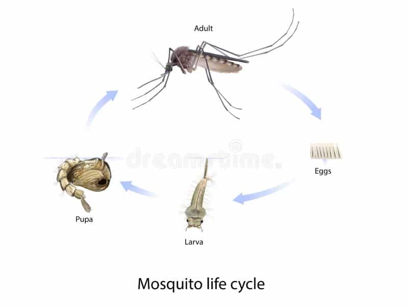 découvrez tout ce qu'il faut savoir sur la durée de vie des moustiques, de leur cycle de vie à leur espérance de vie moyenne, ainsi que les facteurs influençant leur longévité. informez-vous pour mieux comprendre ces insectes fascinants.