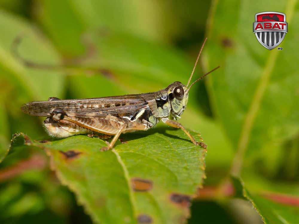 découvrez comment identifier et éliminer efficacement un criquet de votre jardin. notre guide étape par étape vous aide à reconnaître les différentes espèces de criquets et à appliquer des méthodes de lutte adaptées pour protéger vos plantes.