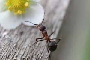 Que faire en cas de fourmis dans les pots de fleurs ?