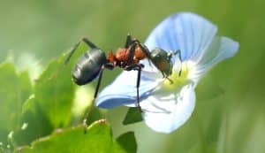 Que faire en cas de fourmis dans les pots de fleurs ?