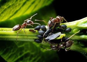 Que faire en cas de fourmis dans les pots de fleurs ?