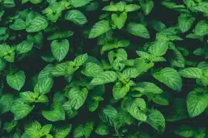 Comment sécher des feuilles de menthe efficacement