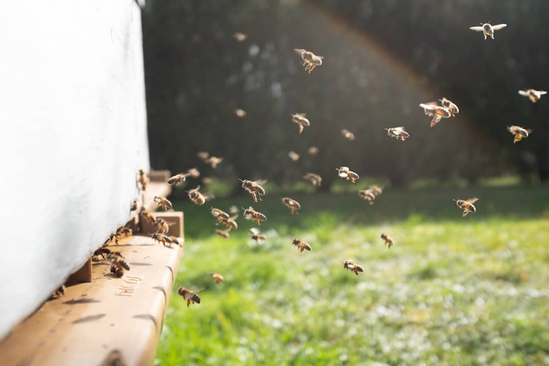 découvrez l'univers captivant du pel, un terme riche en significations qui évoque tant la pellicule photographique que les plaisirs d'un sport de plein air. explorez nos astuces, conseils et idées pour profiter pleinement de cette thématique passionnante.