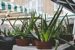 Comment couper une feuille d'aloe vera correctement