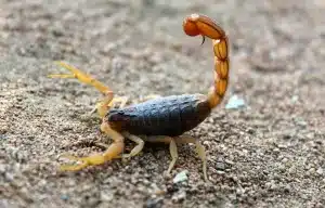 Comment tuer un scorpion dans la maison : conseils et méthodes efficaces