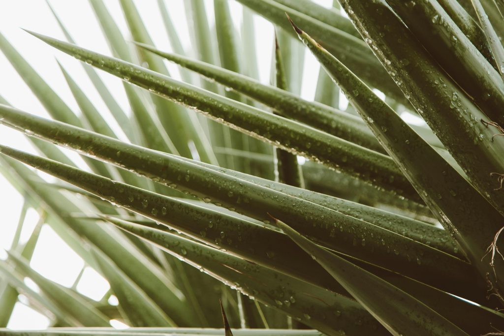 découvrez comment couper l'aloe vera de manière efficace pour profiter de ses bienfaits naturels. suivez nos conseils pratiques pour obtenir des feuilles fraîches et saines, idéales pour des soins de beauté ou des remèdes maison.