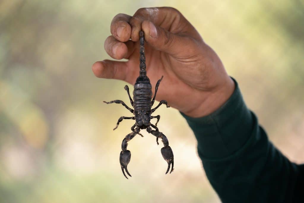 découvrez les méthodes efficaces et sûres pour éliminer un scorpion chez vous. apprenez à identifier ces créatures et les meilleures pratiques pour assurer votre sécurité tout en protégeant votre habitat.