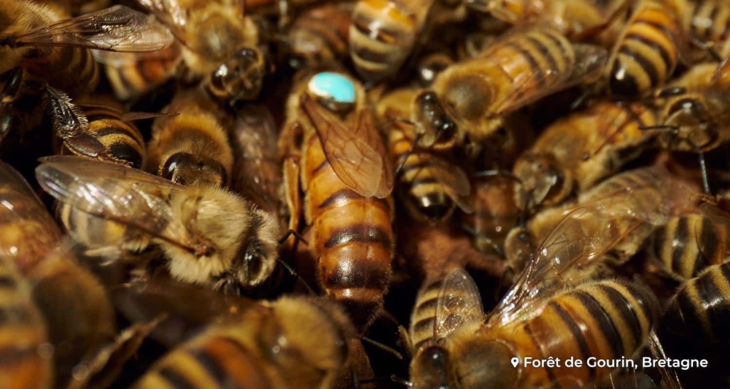 découvrez comment générer un revenu grâce à l'élevage des abeilles. apprenez les techniques de gestion de ruches, la vente de miel et d'autres produits apicoles pour optimiser vos gains. transformez votre passion pour l'apiculture en une source de revenus durable.