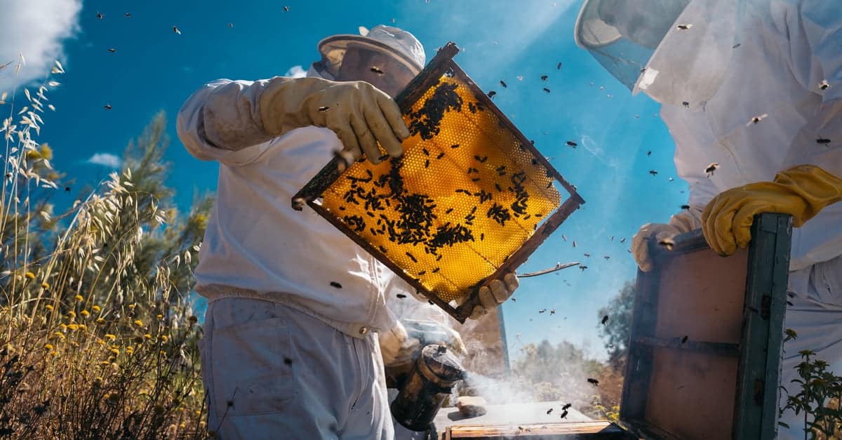 découvrez comment générer des revenus grâce à l'apiculture. apprenez les secrets d'une ruche productive et explorez les différentes façons de rentabiliser votre passion pour les abeilles.