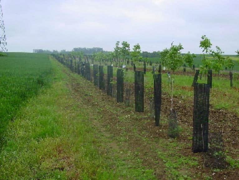 découvrez comment maximiser le revenu par hectare de bois avec des stratégies de gestion forestière efficaces, des conseils d'experts et des informations sur les marchés du bois.